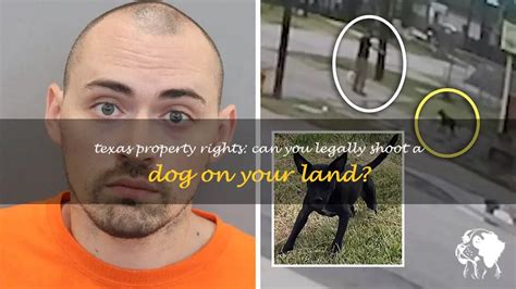 It is likely illegal. . Can you shoot a dog with a bb gun on your property in texas